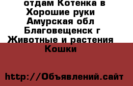 отдам Котенка в Хорошие руки - Амурская обл., Благовещенск г. Животные и растения » Кошки   